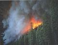 Thumbnail image for How to Start Rebuilding When Fire Strikes