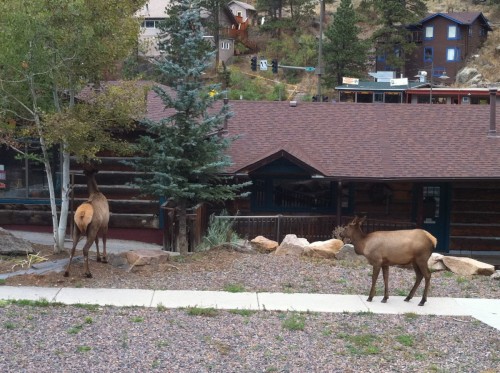 Downtown Evergreen Guests