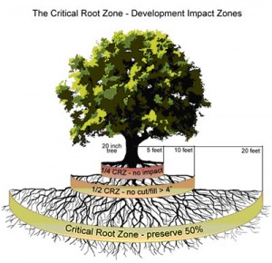 Landscape Architecture Critical Tree Root Zone