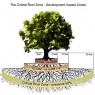 Landscape Architecture Critical Tree Root Zone