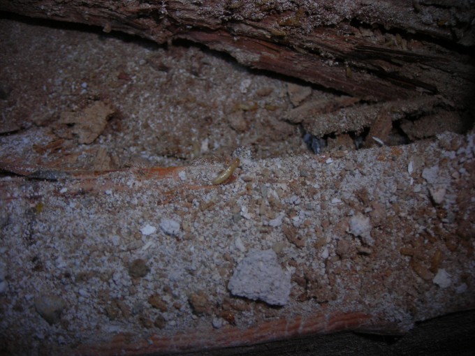 Termites Denver 2