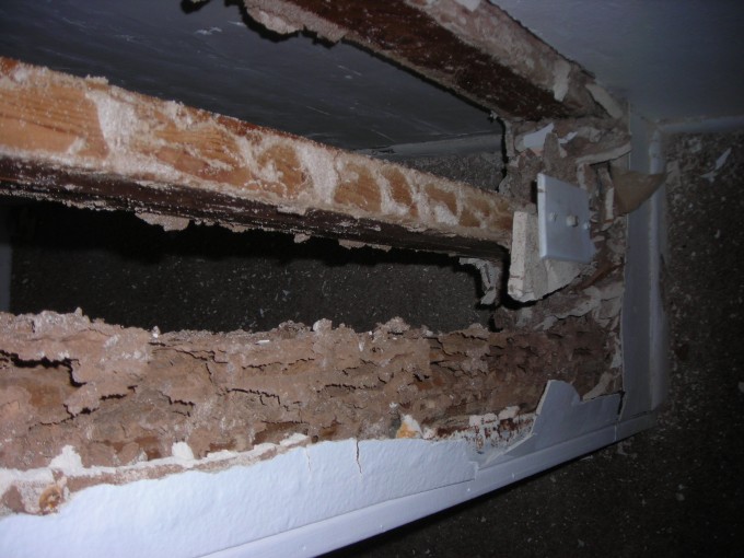 Structural Engineering Field Service Inspections Termites