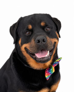 Kilo, the EVstudio Boise office dog, wearing a bowtie