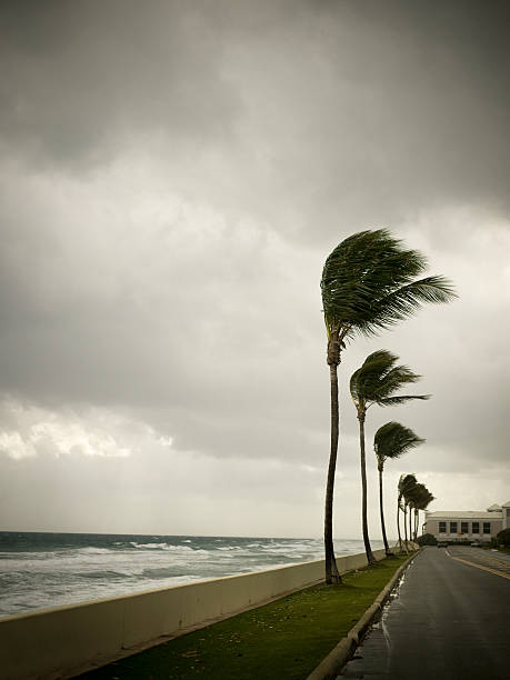 Wind blown trees in a tropical storm 