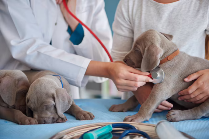 Vet doing routine examination on three puppies